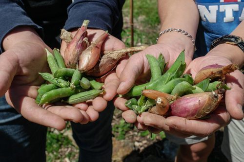 Première récolte au jardin