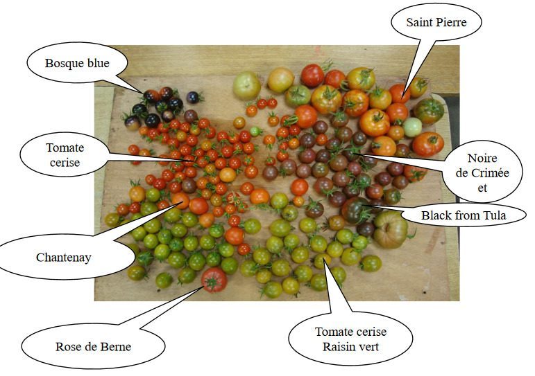 Nos tomates n’ont pas à rougir…